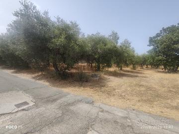 alberi di ulivo produttivi