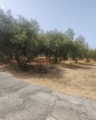 alberi di ulivo produttivi