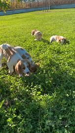 Cuccioli di breton