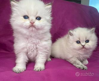 Gatto British Longhair Silver