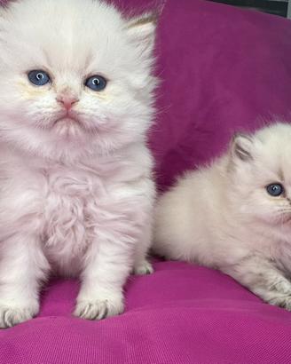 Gatto British Longhair Silver