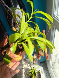 Piante  Carnivore 