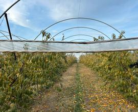 Azienda agricola avviata