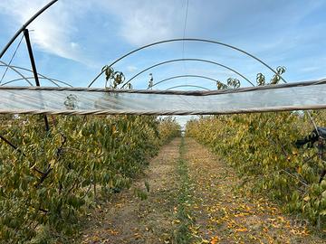 Azienda agricola avviata