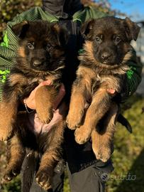 Cuccioli pastore tedesco