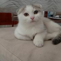 Scottish fold
