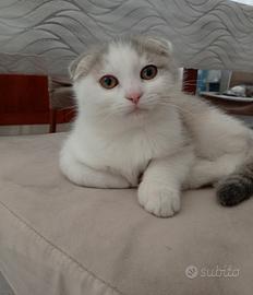 Scottish fold