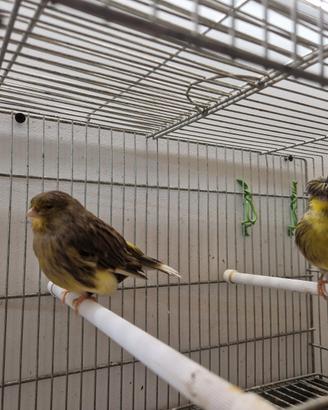 Uccelli Canarini gould e passeri del giappone