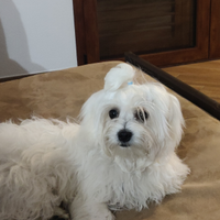 Bounty il maltese