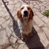 Il cane si chiama Morgan