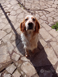 Il cane si chiama Morgan