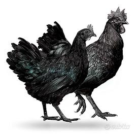 Cemani