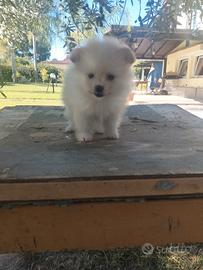 Spitz Pomerania