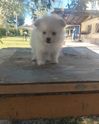 Spitz Pomerania