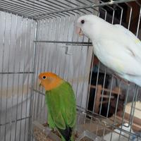 Inseparabili Roseicollins coppia