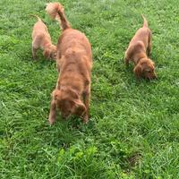 Cuccioli golden retriever inglesi