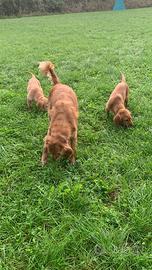 Cuccioli golden retriever inglesi
