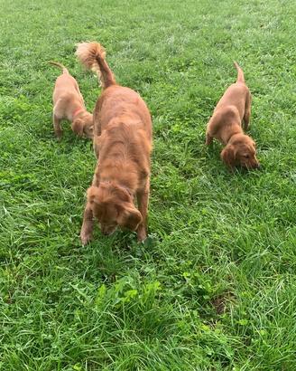 Cuccioli golden retriever inglesi