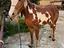 Immagine 1