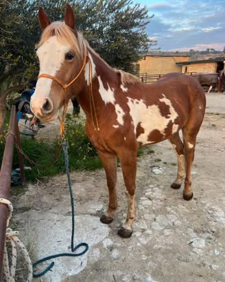 Puledro Paint