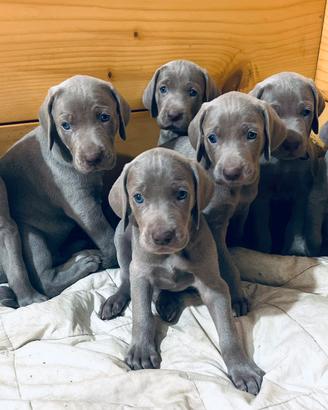 Weimaraner cuccioli pubblicità' segugio
