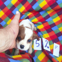 Due femmine cavalier king Blue name