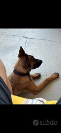 Pastore belga malinois