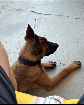 Pastore belga malinois