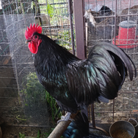 Sussex e australorp