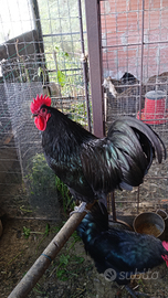 Sussex e australorp