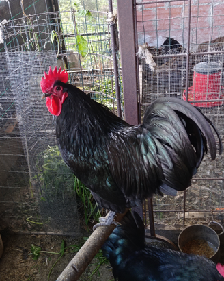 Sussex e australorp