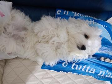 Cane maltese