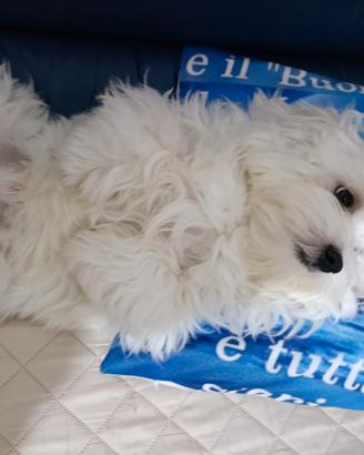 Cane maltese