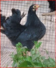 Galline chicchinelle