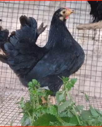 Galline chicchinelle