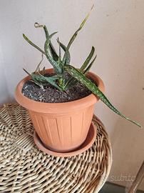 Pianta Aloe