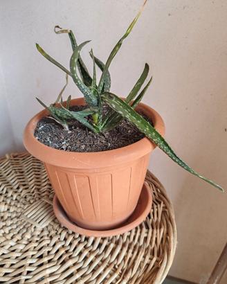 Pianta Aloe