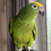 Amazzone fronte gialla