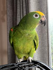 Amazzone fronte gialla