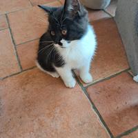 Cuccioli British shorthair