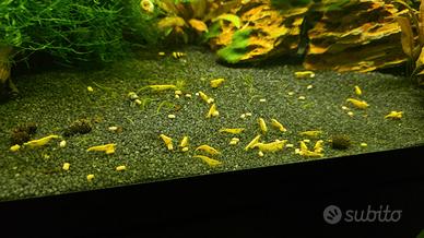 Neocaridine 2.5