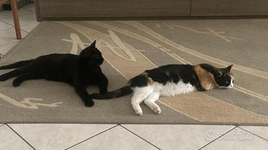 Gattini piccoli