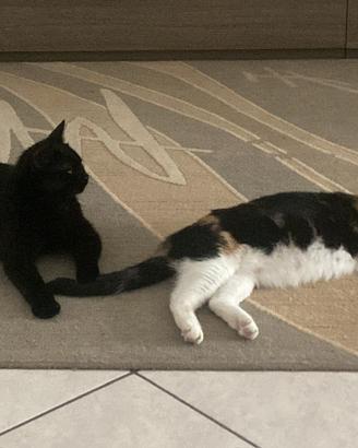 Gattini piccoli