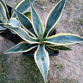 Agave americana variegata – pianta ornamentale
