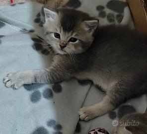 Gattini British shorthair