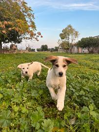 Cuccioli meticci