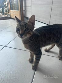 Cucciolo gattino