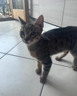 Cucciolo gattino