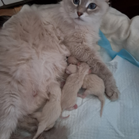 Cuccioli siberiani neva