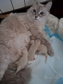 Cuccioli siberiani neva